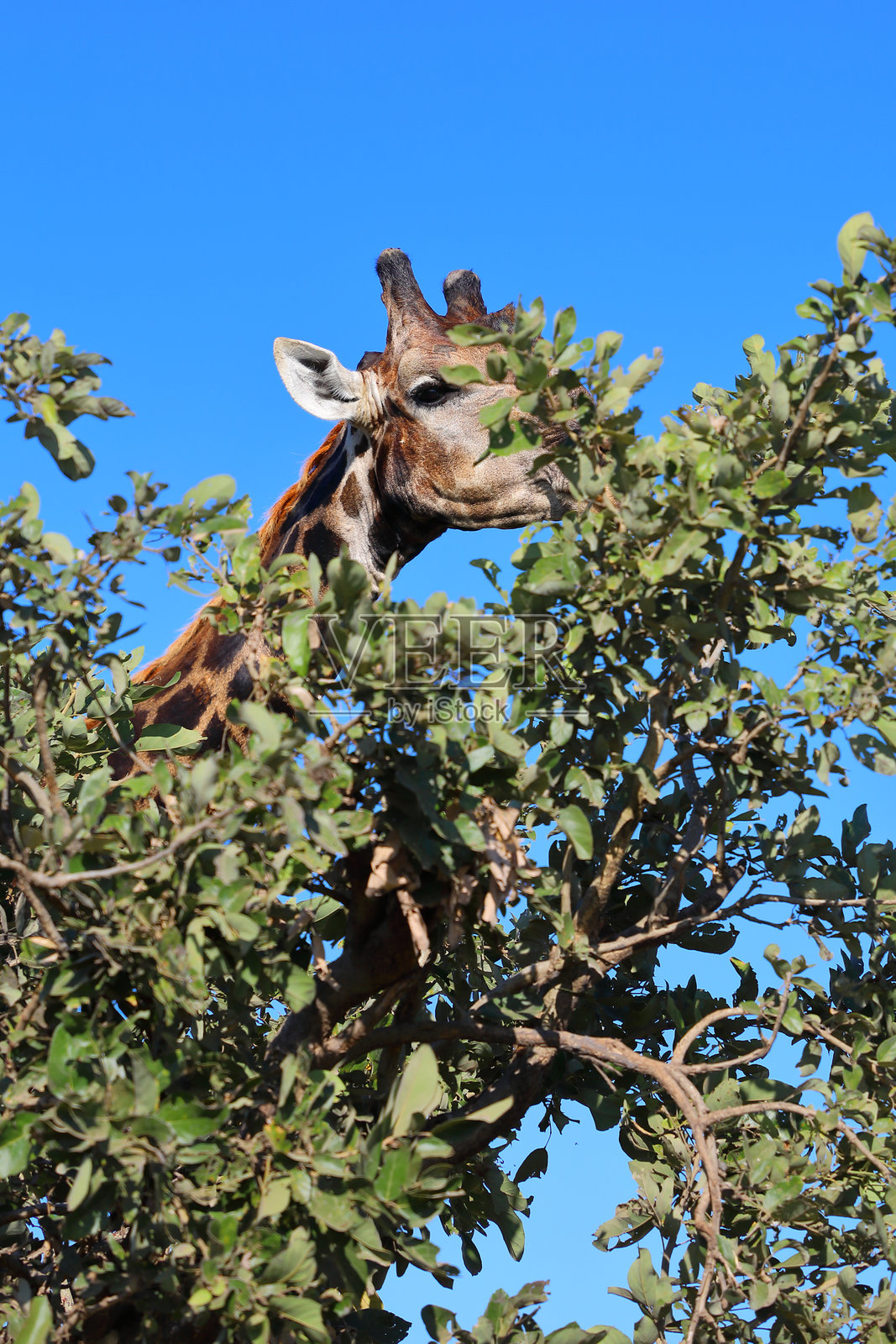 长颈鹿 / 长颈鹿 / 长颈鹿照片摄影图片
