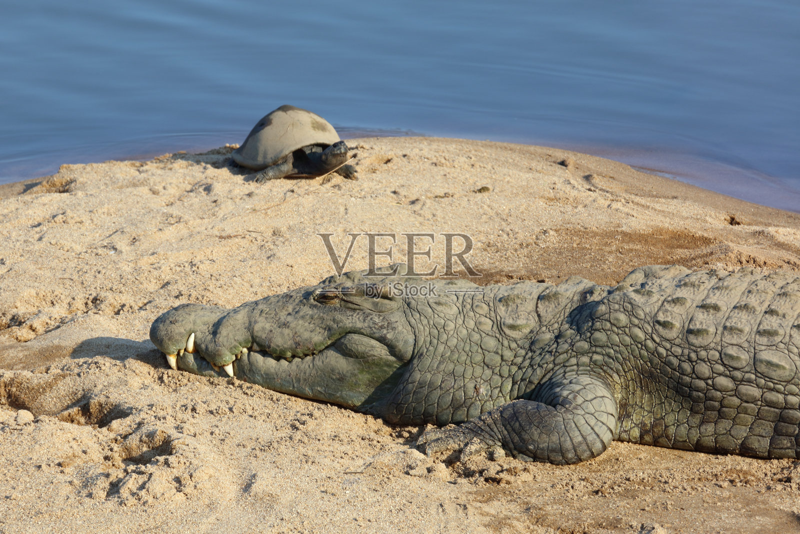 尼罗鳄 / 尼罗鳄鱼 / 尼罗鳄 (Crocodylus niloticus)照片摄影图片