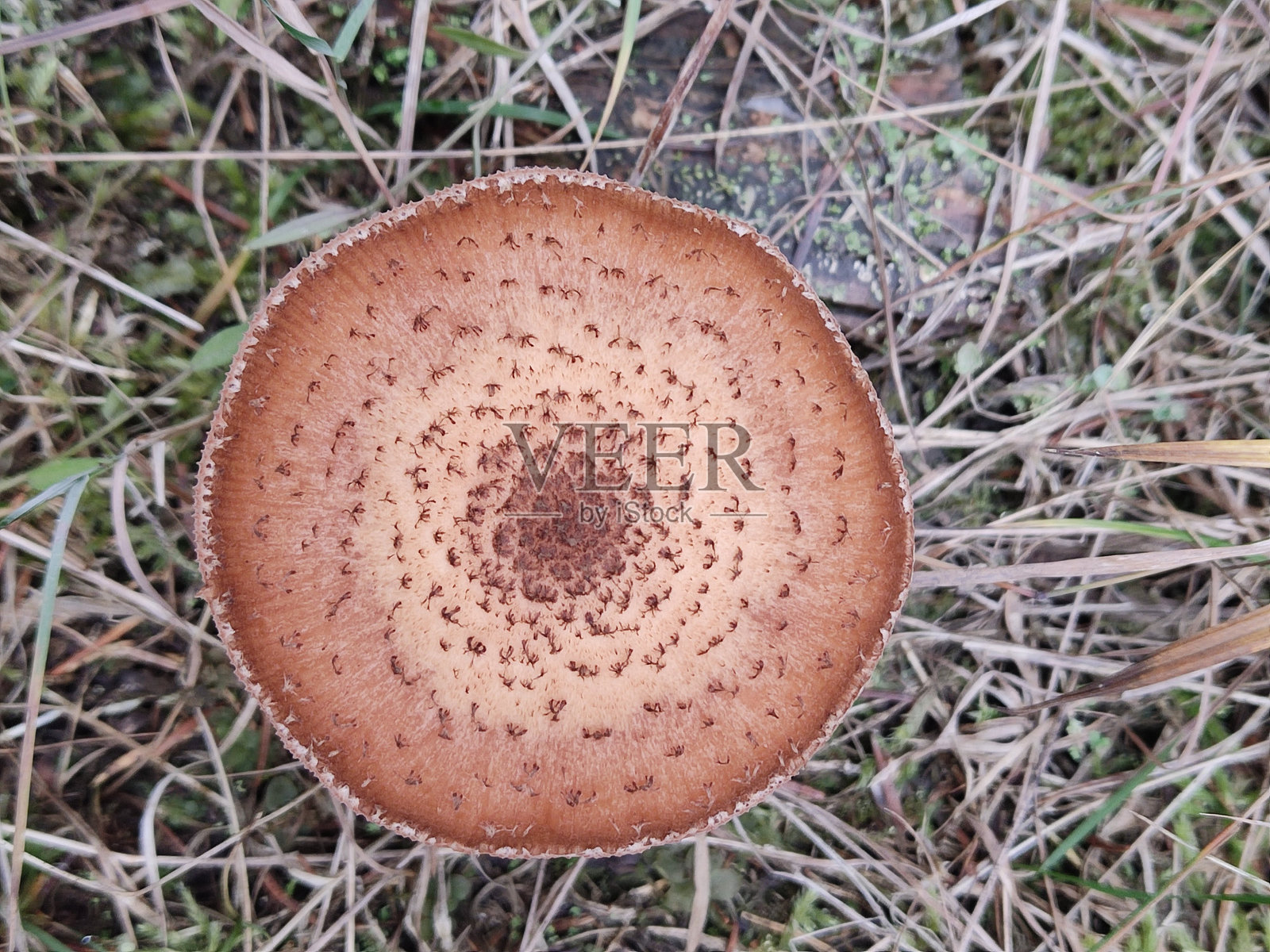 蜜环菌照片摄影图片