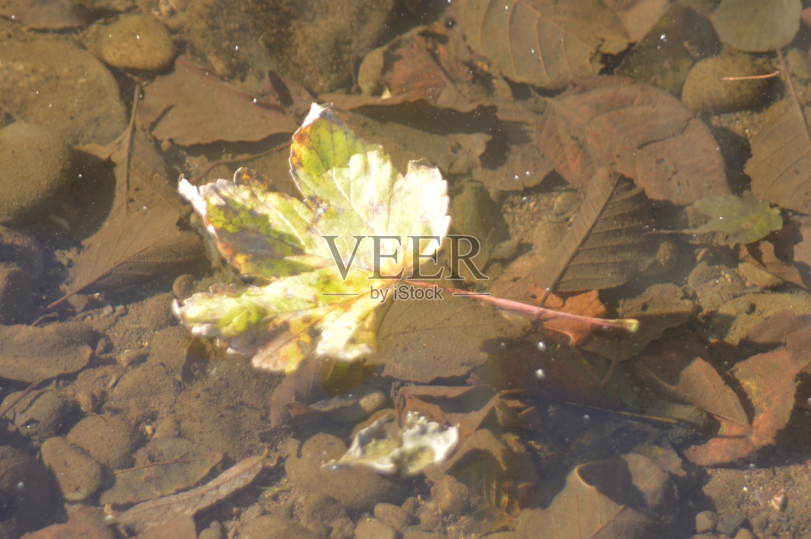 一片阳光照耀下的金色叶子漂浮在英国南威尔士的一条河面上照片摄影图片