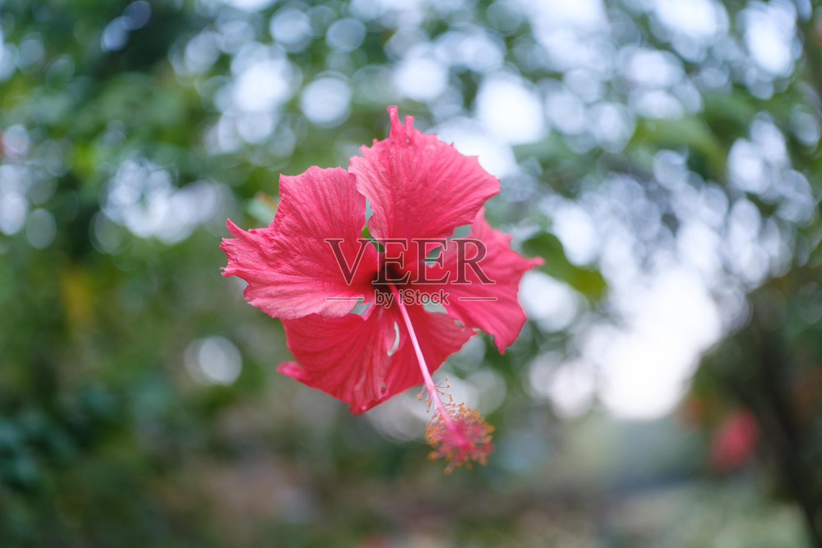 红色木槿花照片摄影图片