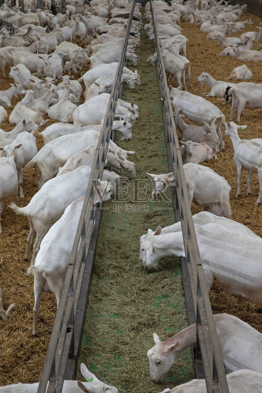 在奶山羊农场。照片摄影图片