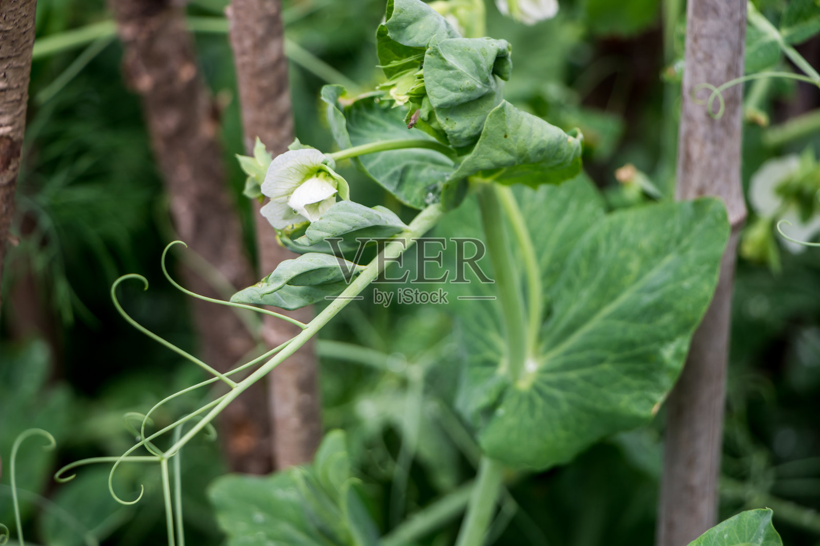 在花园床上种植绿豌豆的过程照片摄影图片