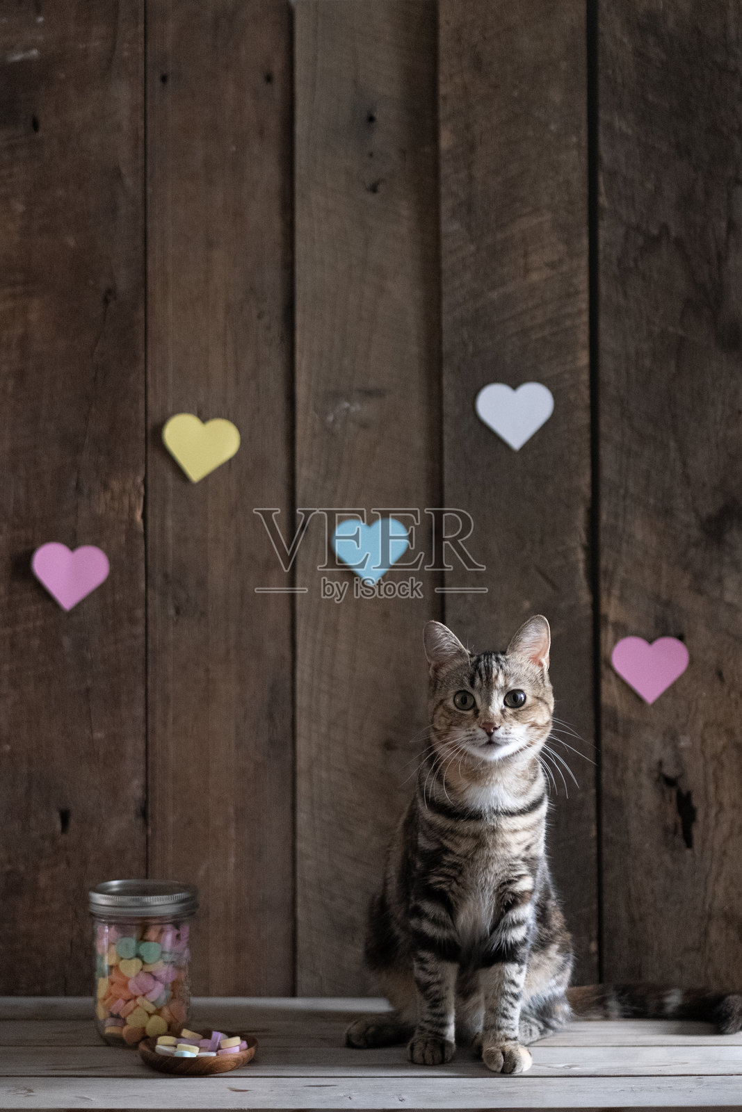 情人节小猫照片摄影图片