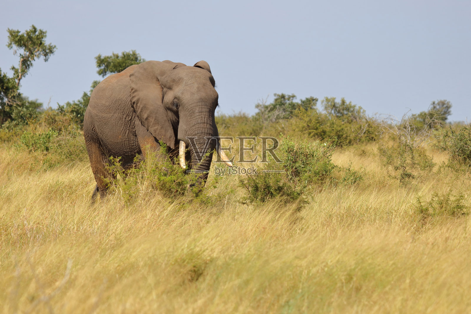 非洲象 / 非洲象 / 非洲象照片摄影图片