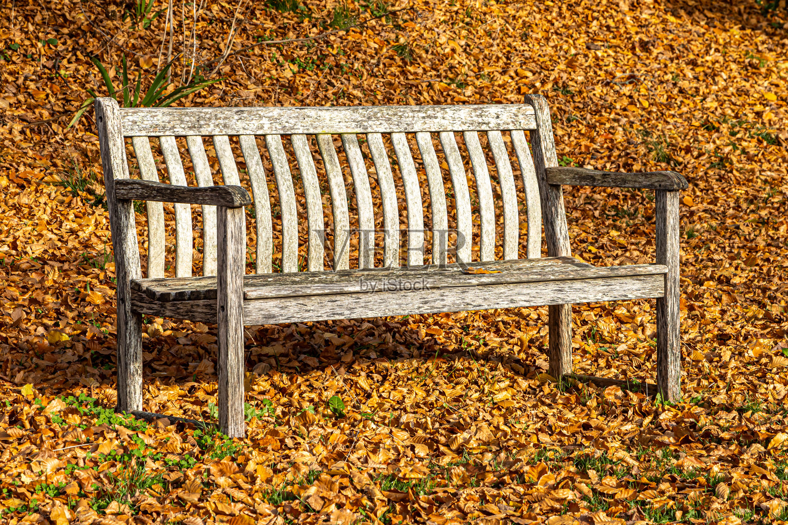 公园里的一张木长椅，周围满是落下的秋天树叶照片摄影图片