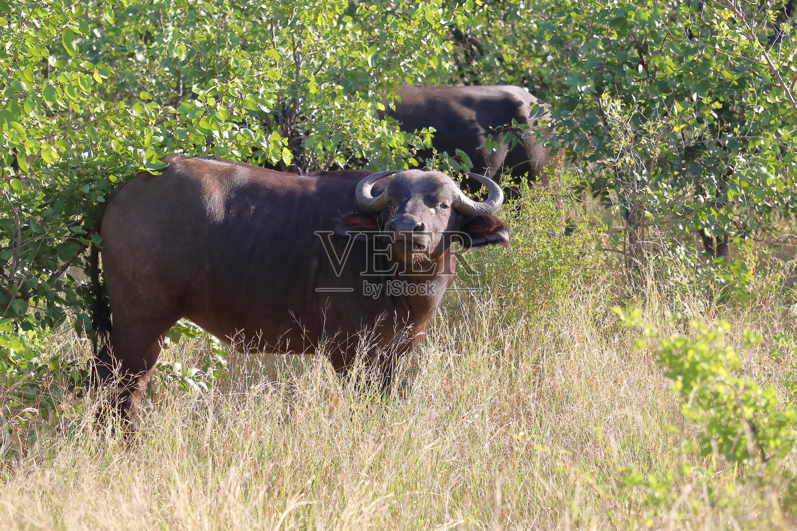 咖法牛 / 非洲水牛 / 同步牛照片摄影图片