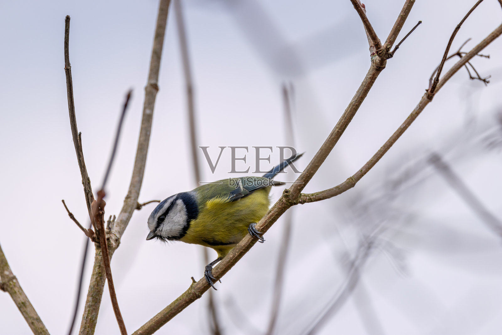蓝山雀（Cyanistes caeruleus） - 常见于森林和花园，位于都柏林的特维自然保护区照片摄影图片