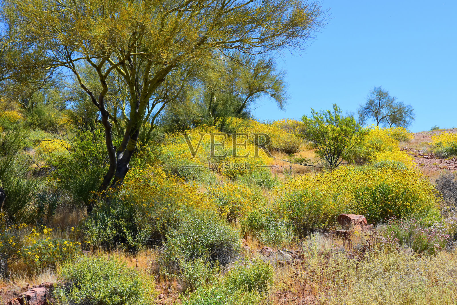 亚利桑那索诺拉沙漠的野花照片摄影图片