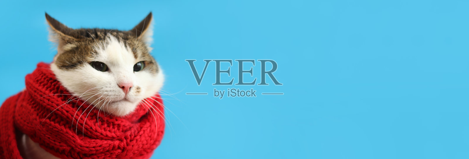 蓝色背景上戴着红色围巾的家猫，留白空间照片摄影图片