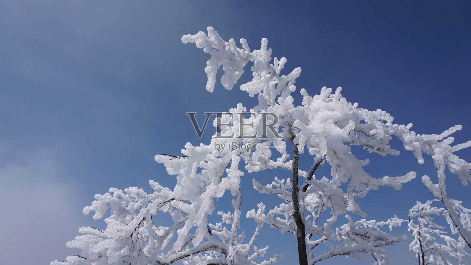 冬季的霜冻冰霜照片摄影图片