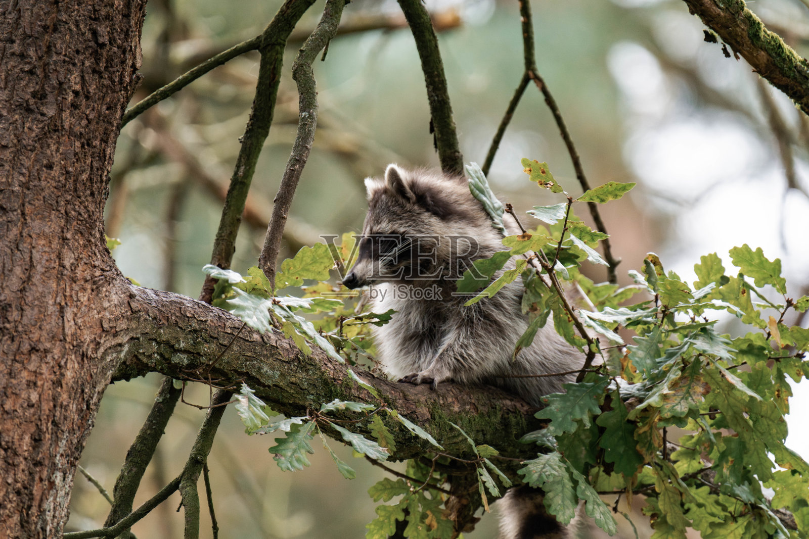 浣熊在树上放松休息照片摄影图片