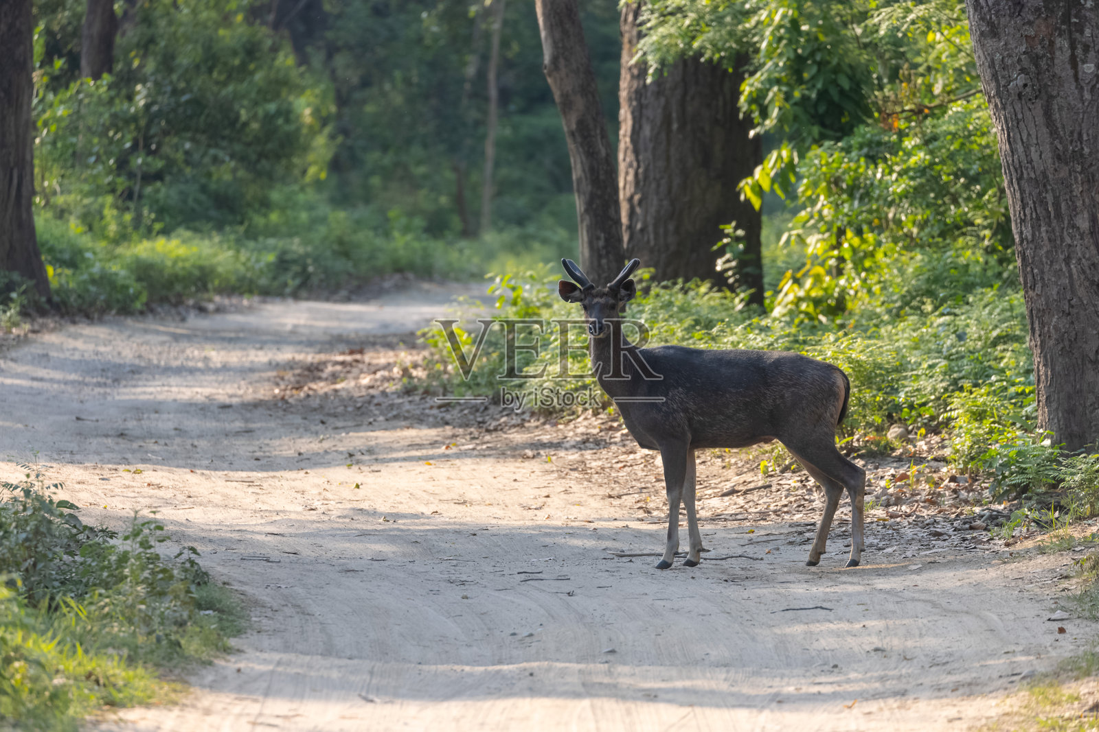 森林中的印度梅花鹿照片摄影图片