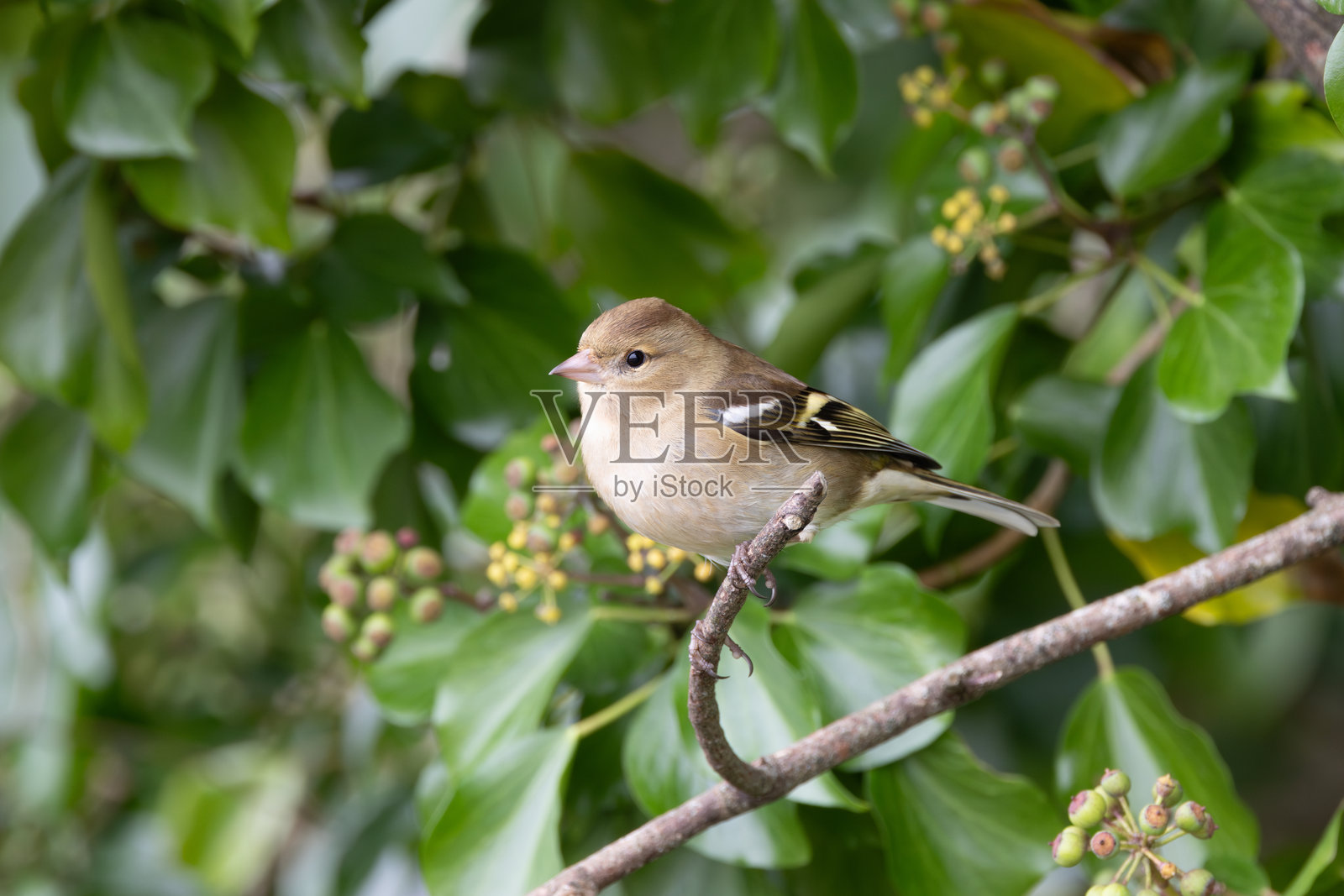 雌性雀鸲（Fringilla coelebs） - 常见于森林和花园，位于都柏林的特维自然保护区照片摄影图片