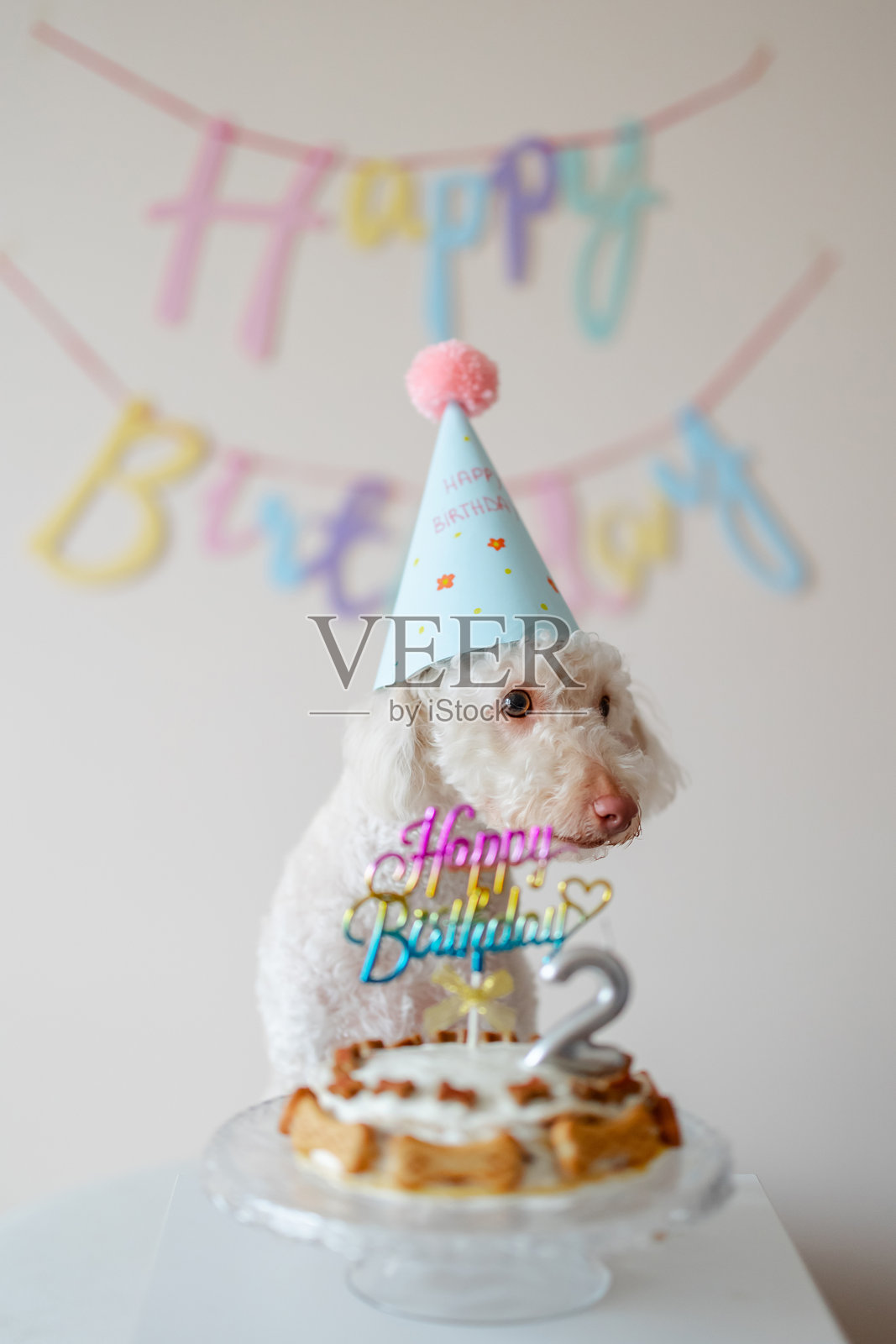 一只戴着节日蓝色帽子的小贵宾犬在白色木质背景上庆祝生日，旁边有狗狗蛋糕和金色蜡烛。照片摄影图片