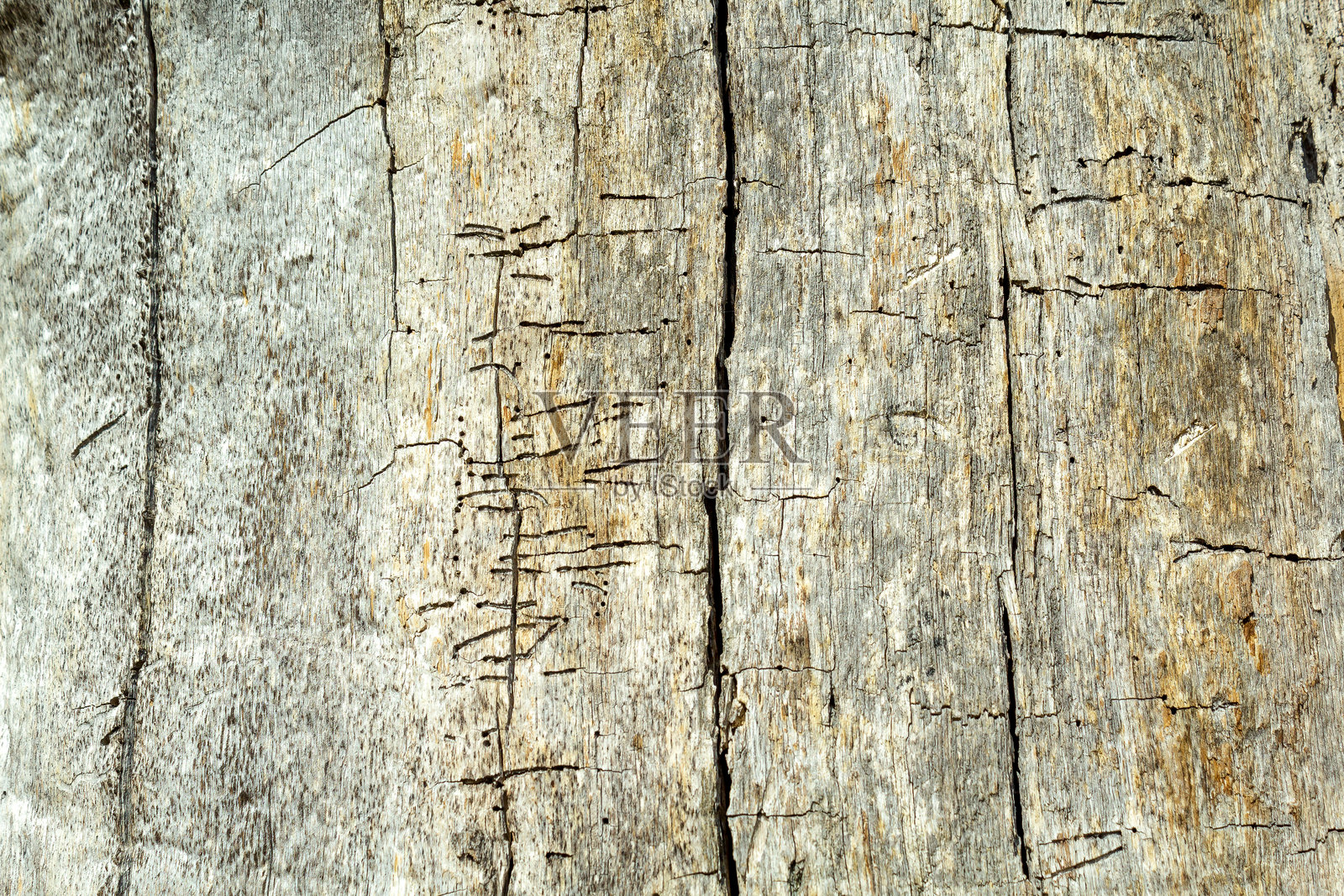 树木纹理的特写镜头照片摄影图片