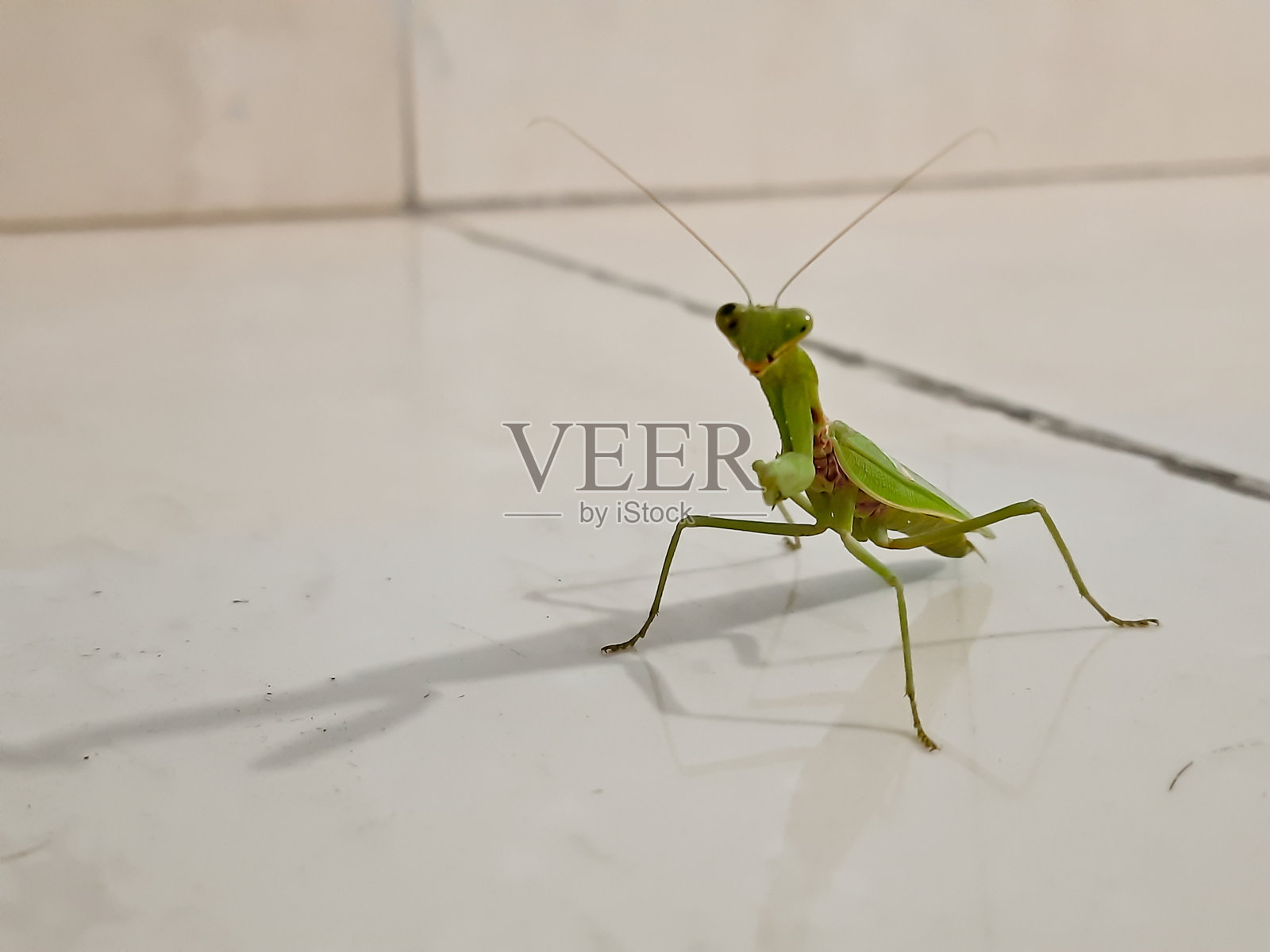 特写镜头展示了生动的绿色蚂蚱，细节纹理清晰可见照片摄影图片