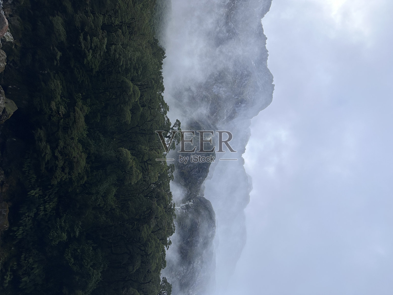 阴郁的森林景观照片摄影图片