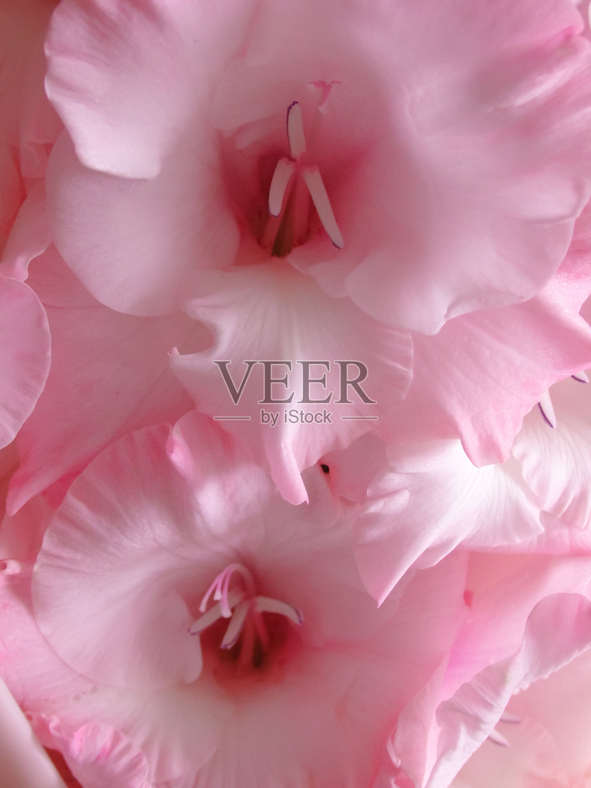 美丽的粉色剑兰花背景。粉色剑兰花的柔和背景，特写。照片摄影图片