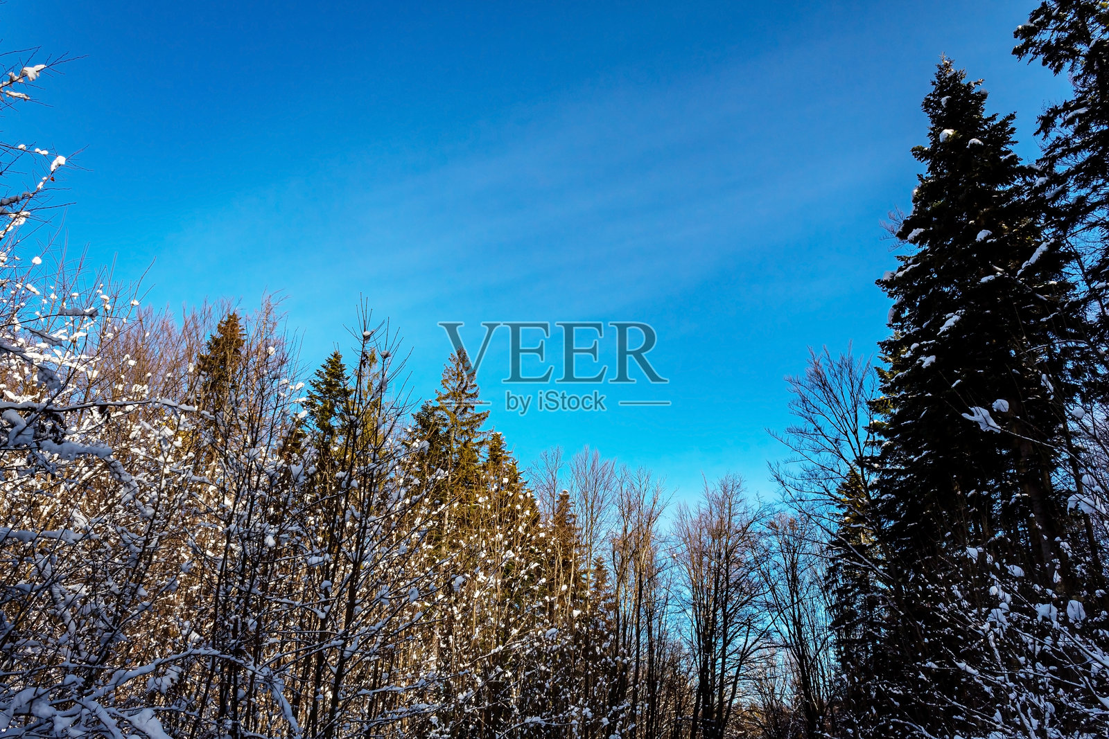 风景 - 森林 - 欧洲，罗马尼亚，苏恰瓦地区照片摄影图片