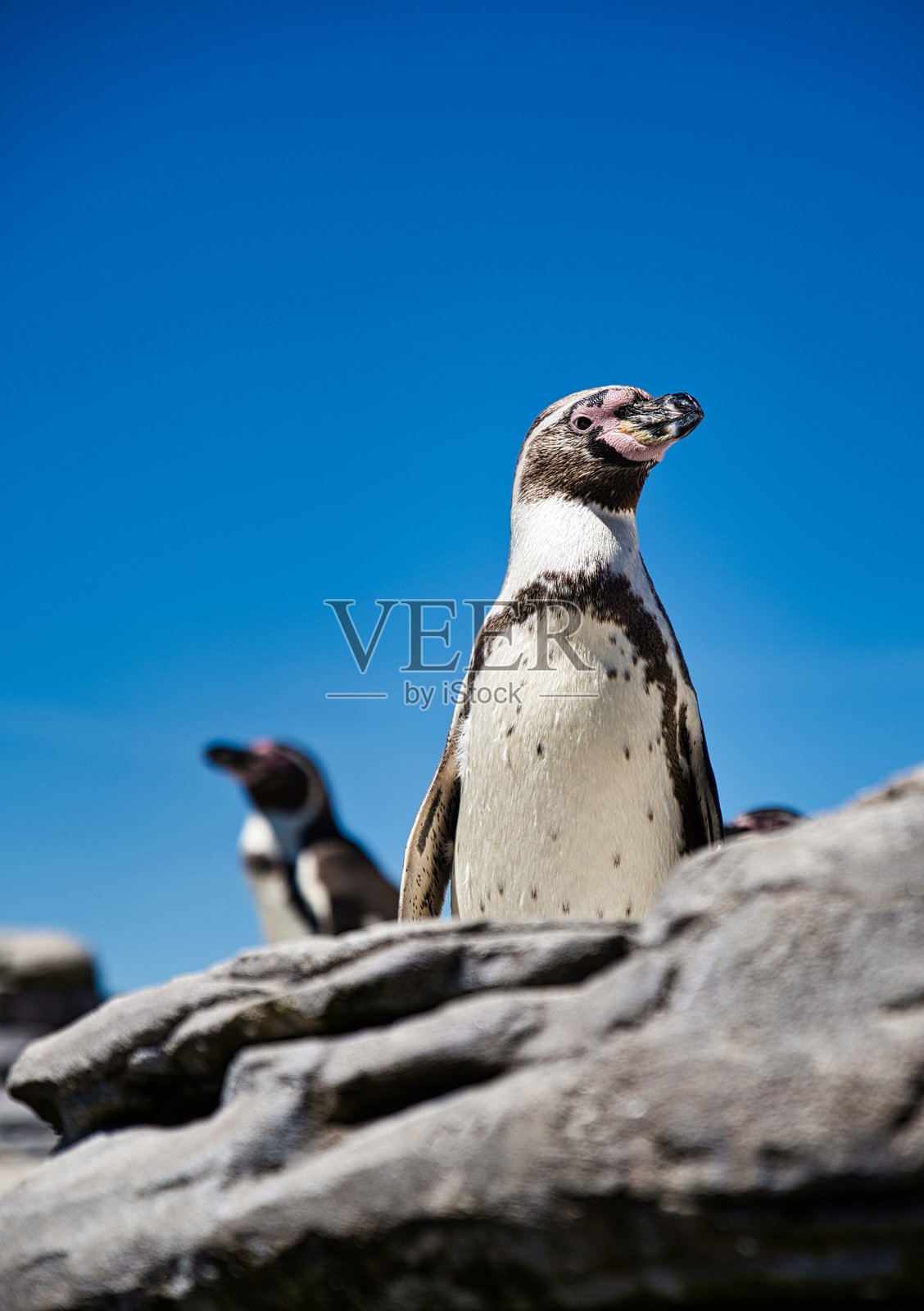 阳光下的企鹅照片摄影图片