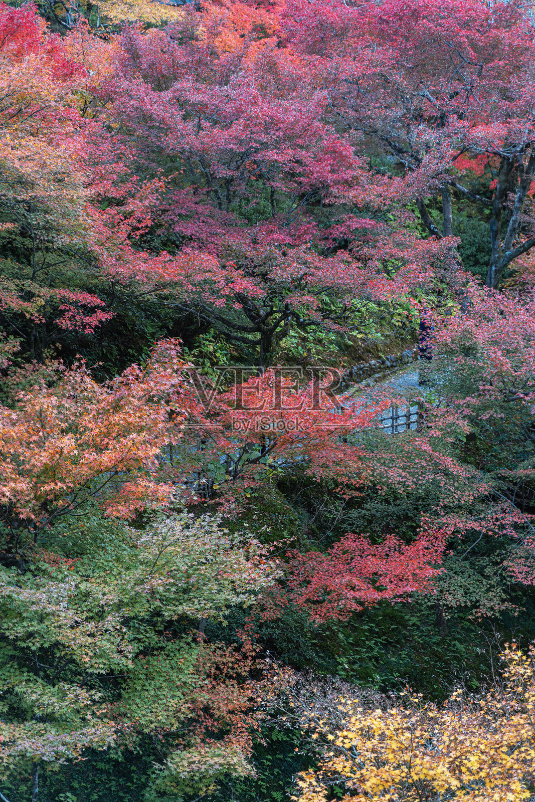 森林正处于秋天的绚丽色彩中照片摄影图片