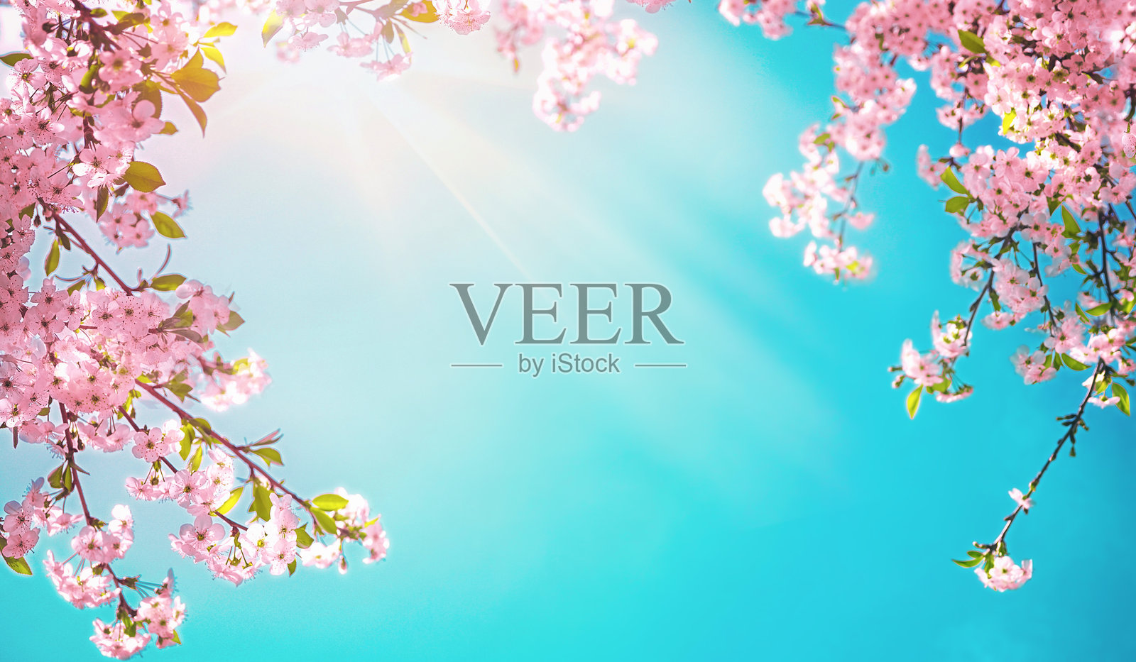 美丽的樱花背景图与蓝天相映成趣。照片摄影图片