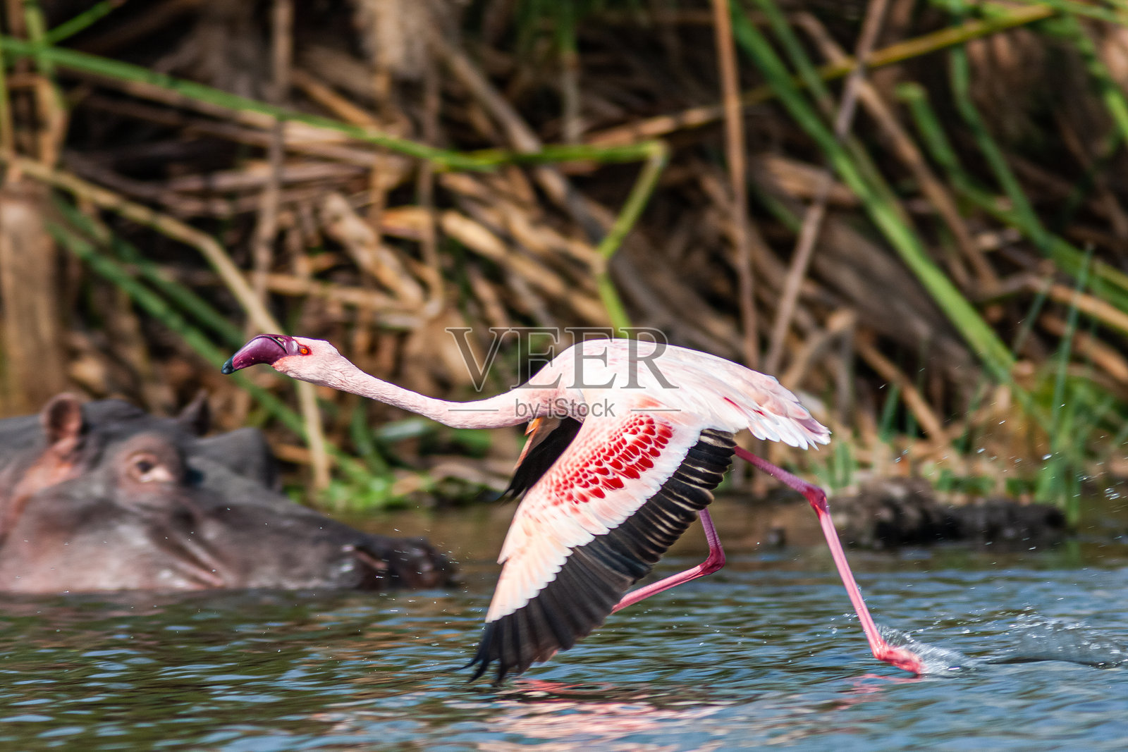 在水面上奔跑的火烈鸟。肯尼亚纳瓦莎照片摄影图片