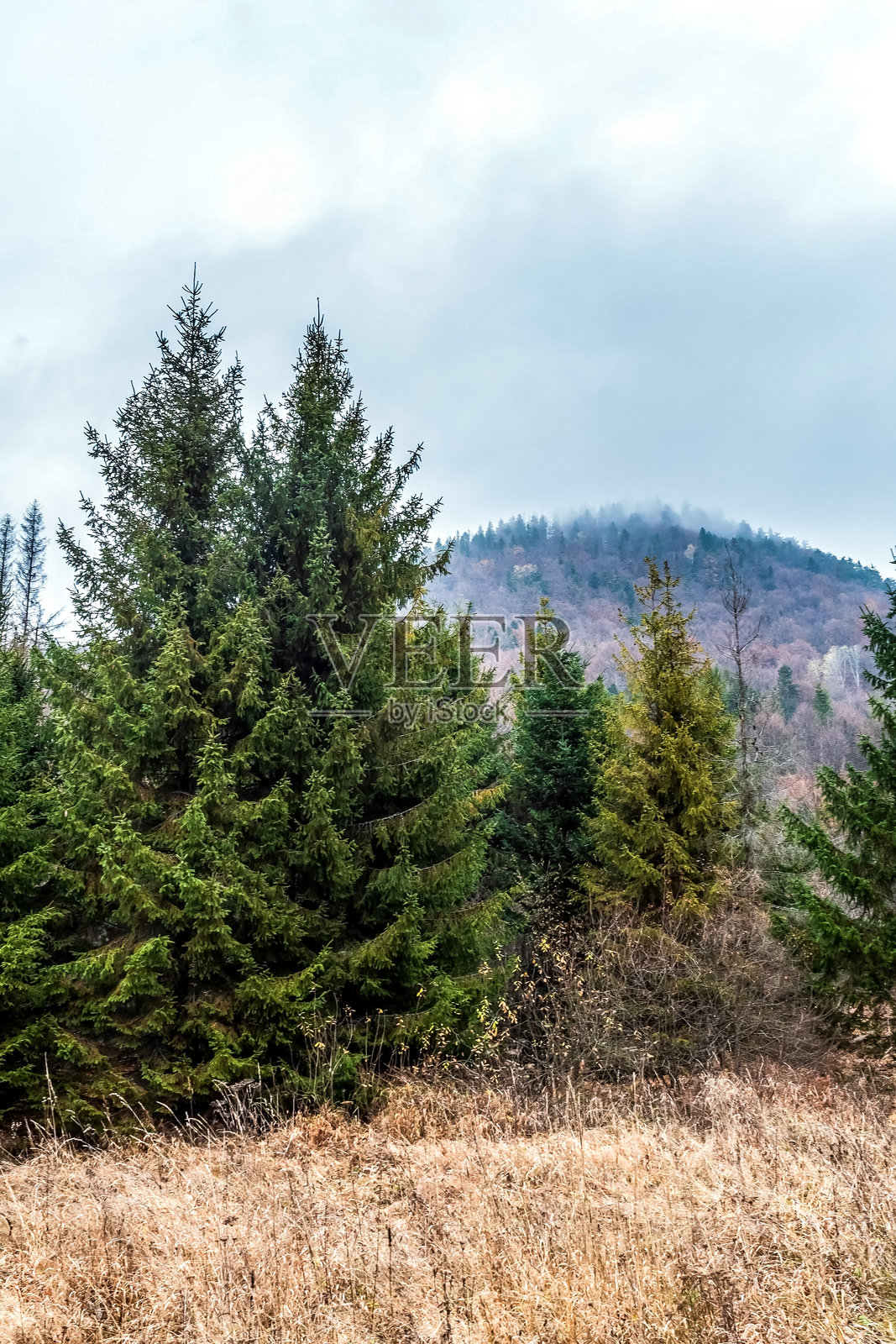 风景 - 森林 - 欧洲，罗马尼亚，苏恰瓦地区照片摄影图片