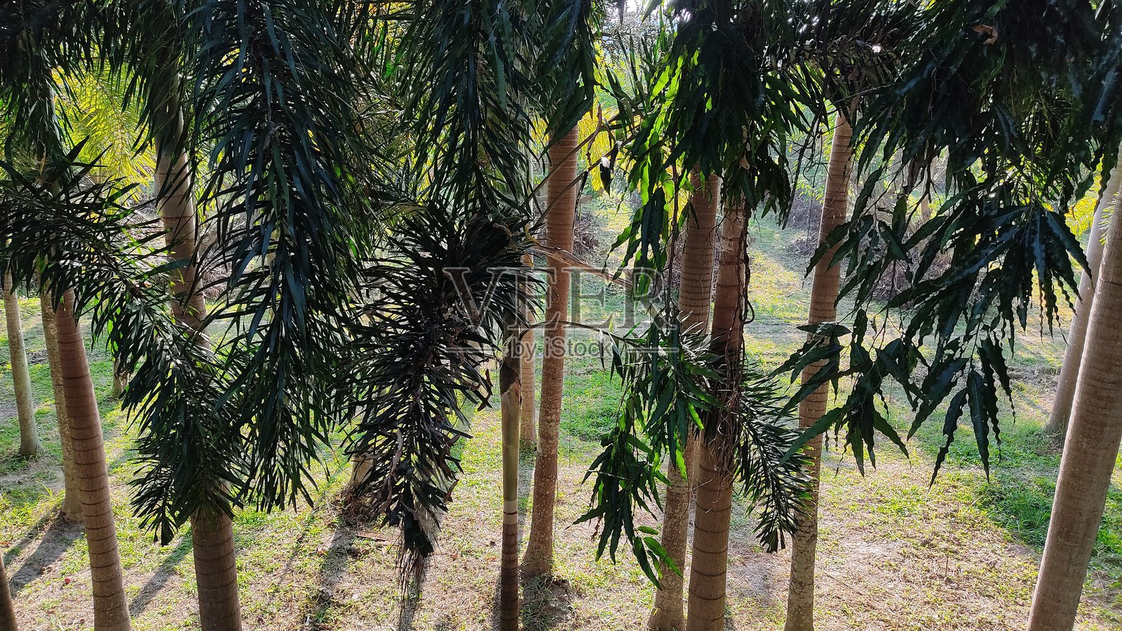 花园照片摄影图片