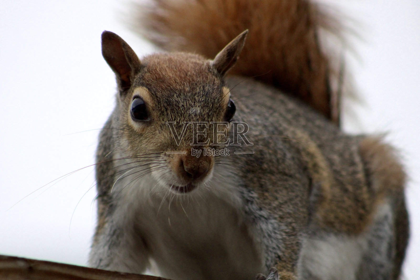 东部灰松鼠照片摄影图片