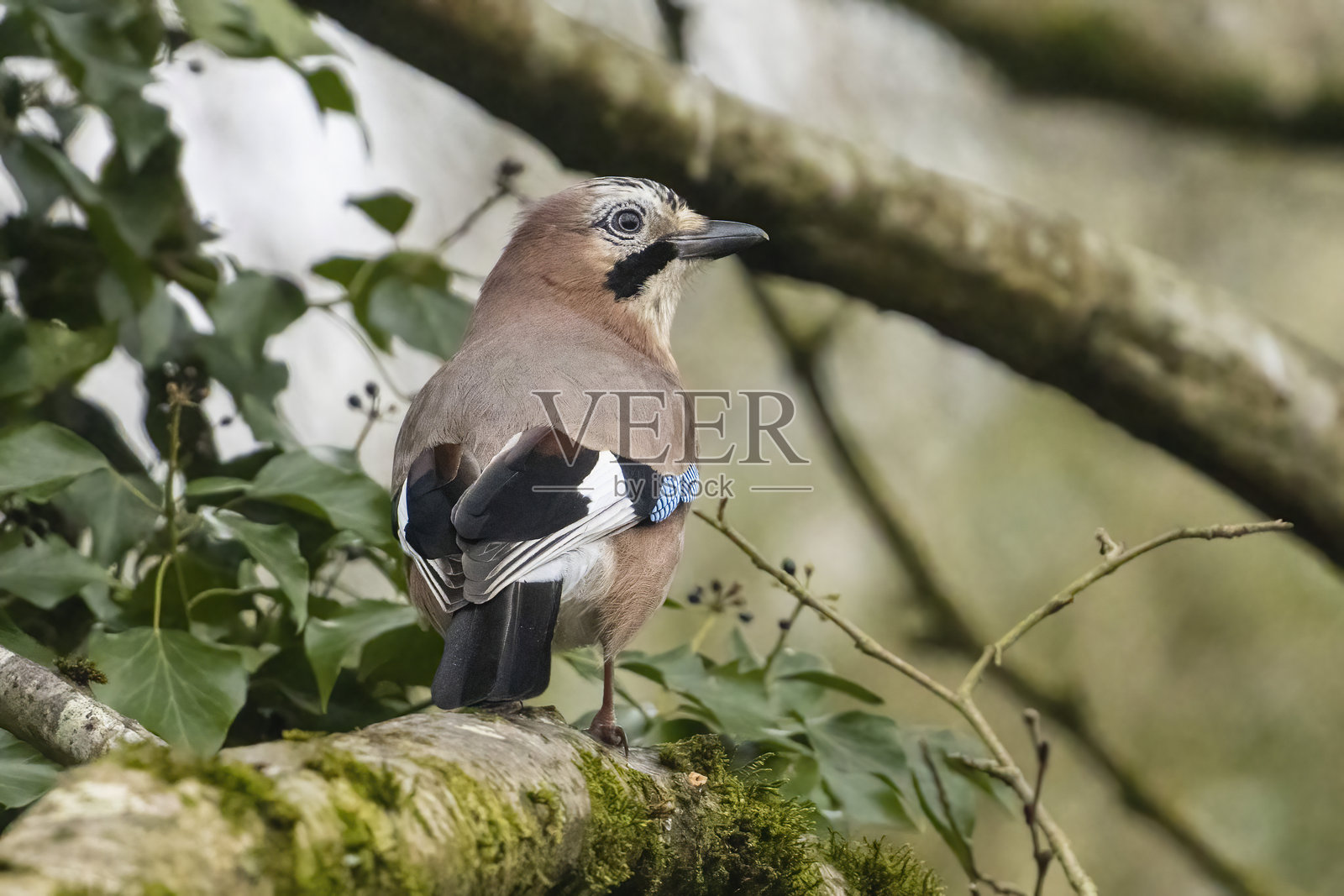 杰伊照片摄影图片