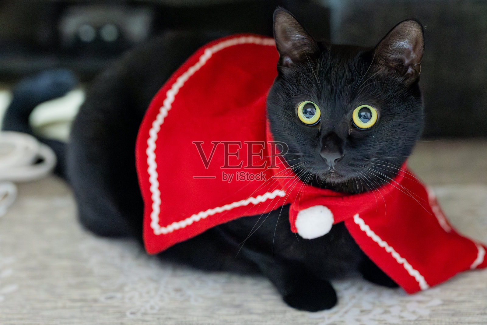 黑猫照片摄影图片