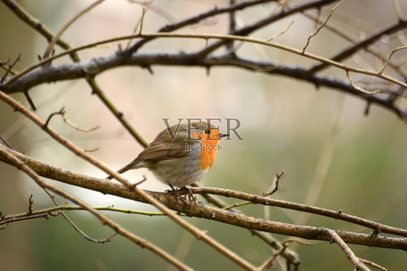 欧洲知更鸟照片摄影图片