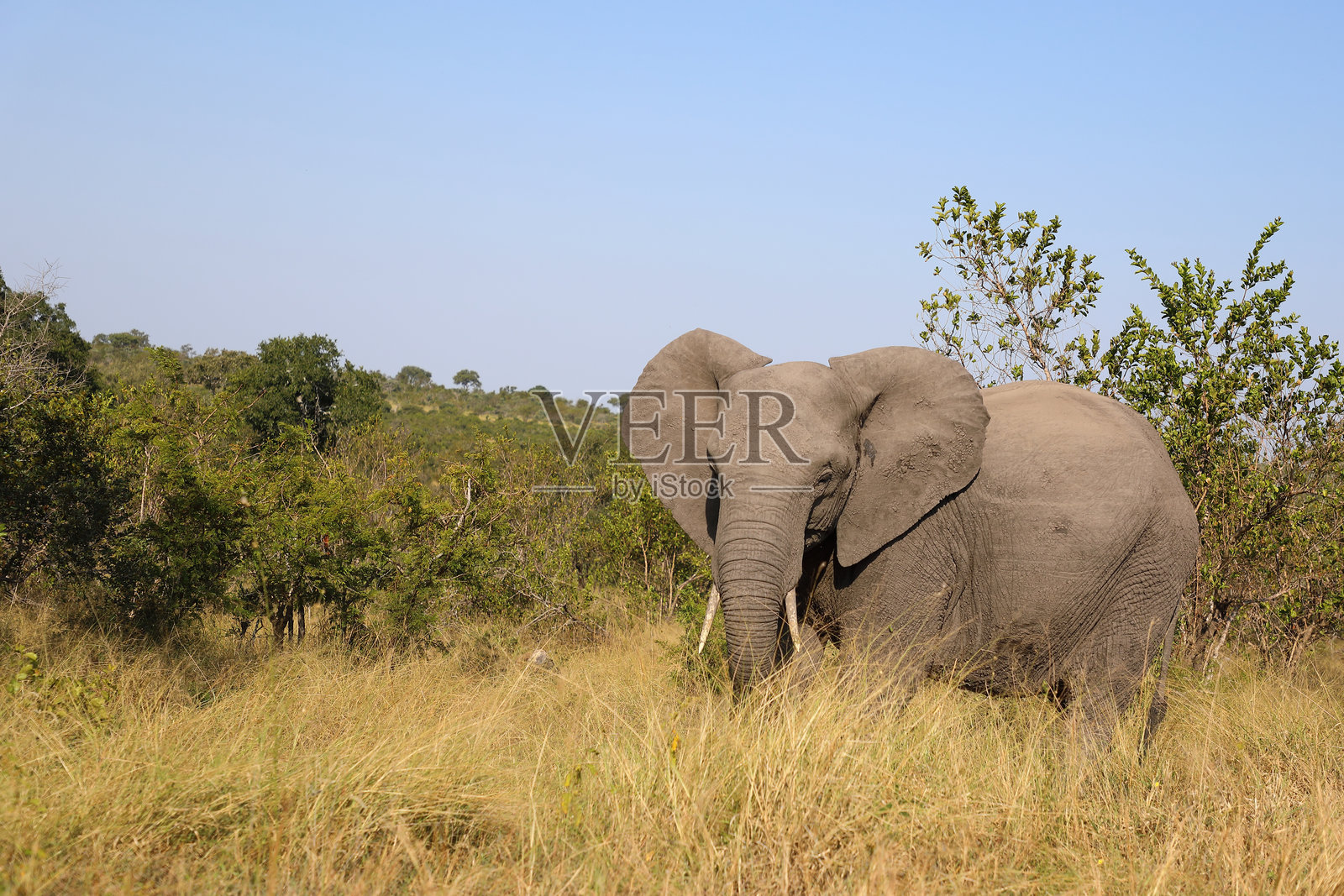 非洲象 / 非洲象 / 非洲象 (Loxodonta africana)照片摄影图片