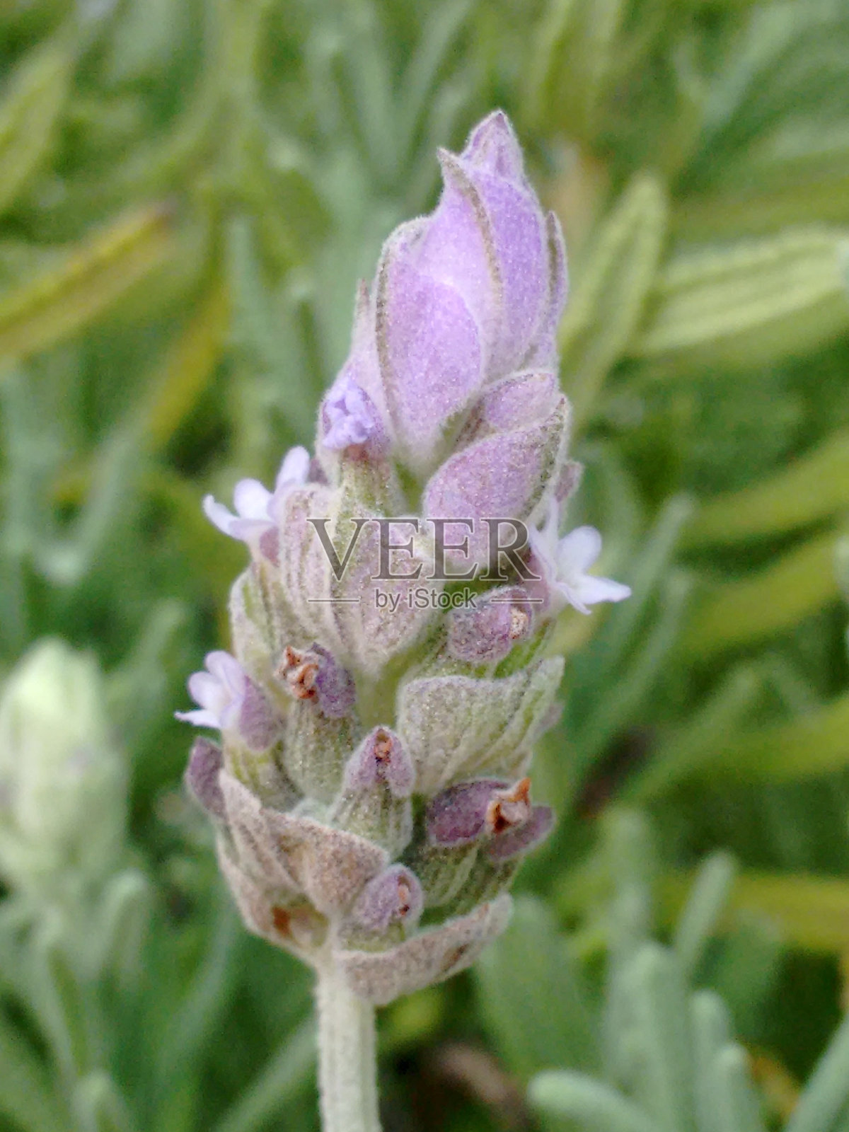 薰衣草属：薰衣草的美丽与芬芳。薰衣草：花朵的魅力与香气的力量。装饰与疗愈的芳香植物。薰衣草的魅力：美丽与治疗特性。薰衣草花的自然优雅。照片摄影图片