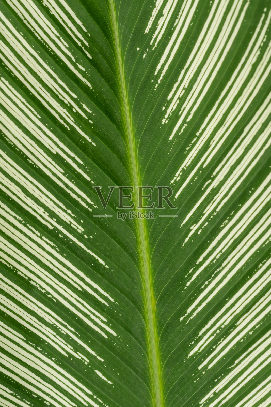 绿色叶脉和结构的特写照片摄影图片