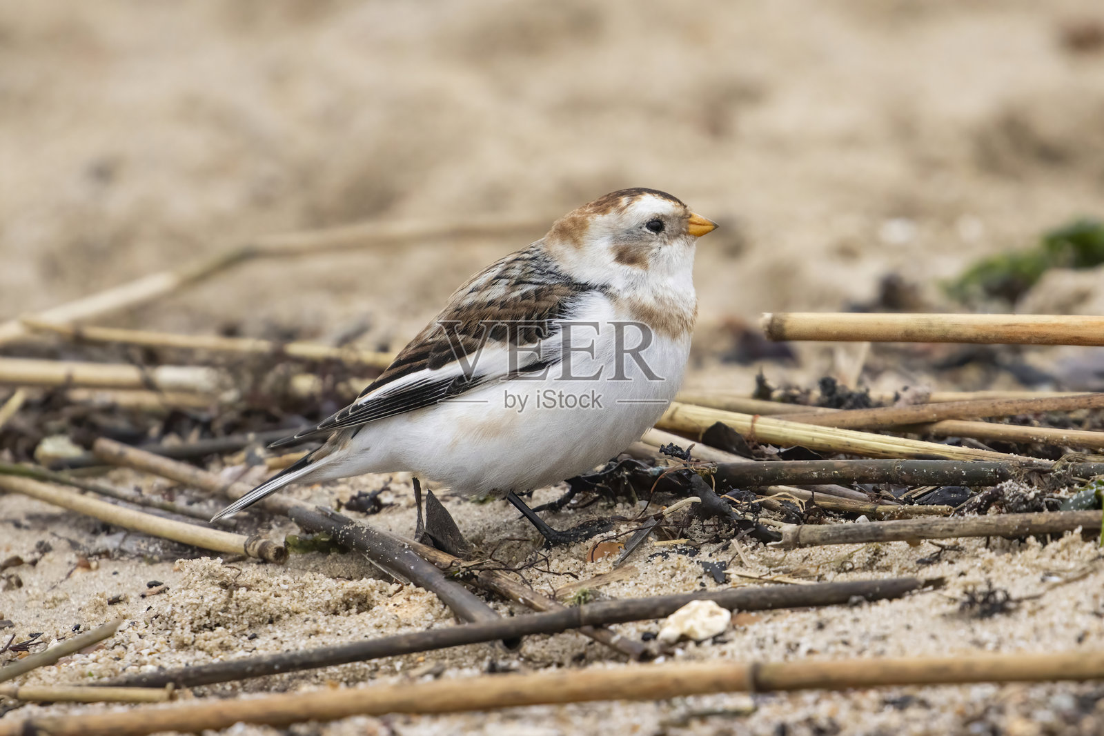 雪鹀照片摄影图片