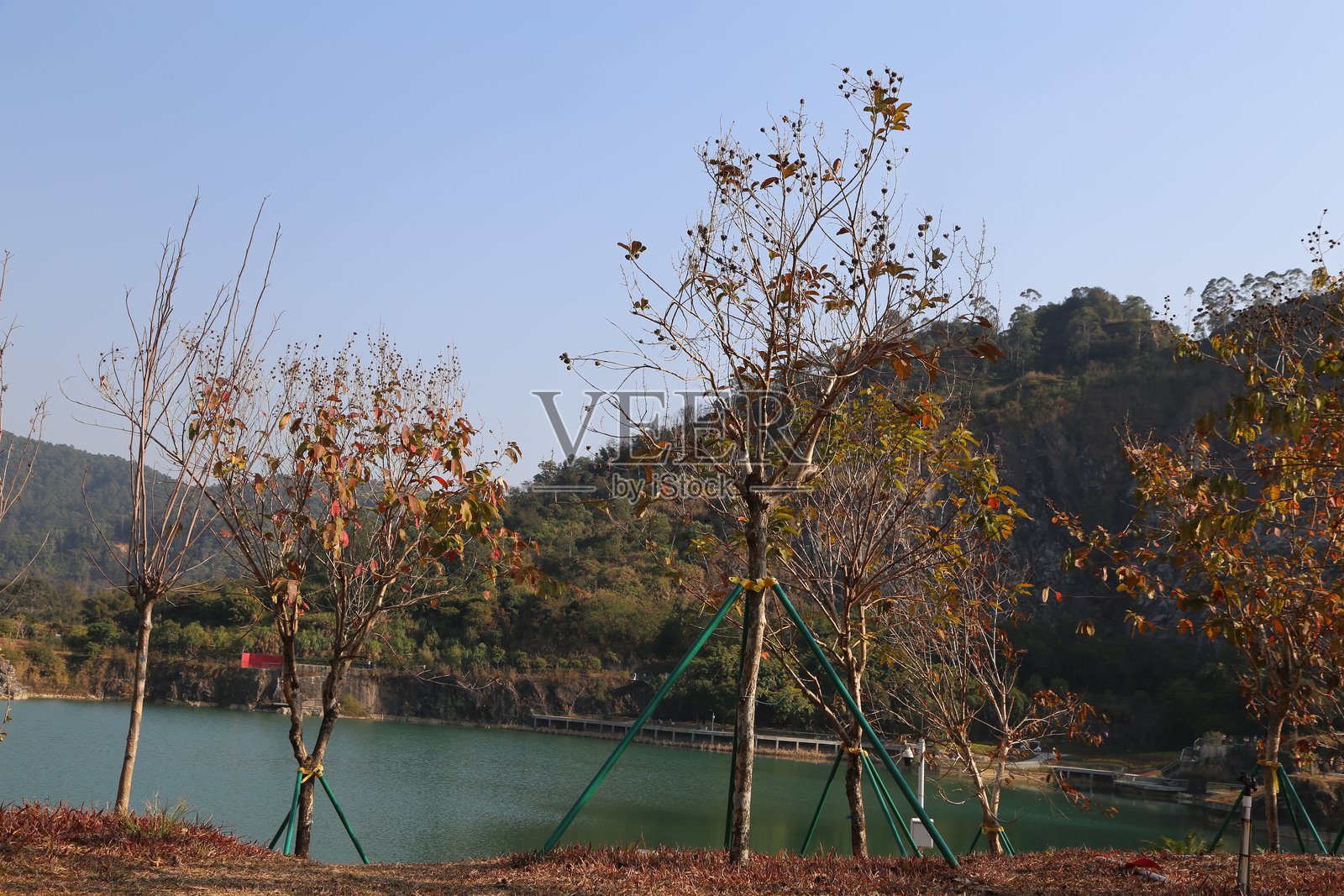 秋天，几棵绿叶和棕色树枝的树木矗立在户外湖泊的岸边。照片摄影图片