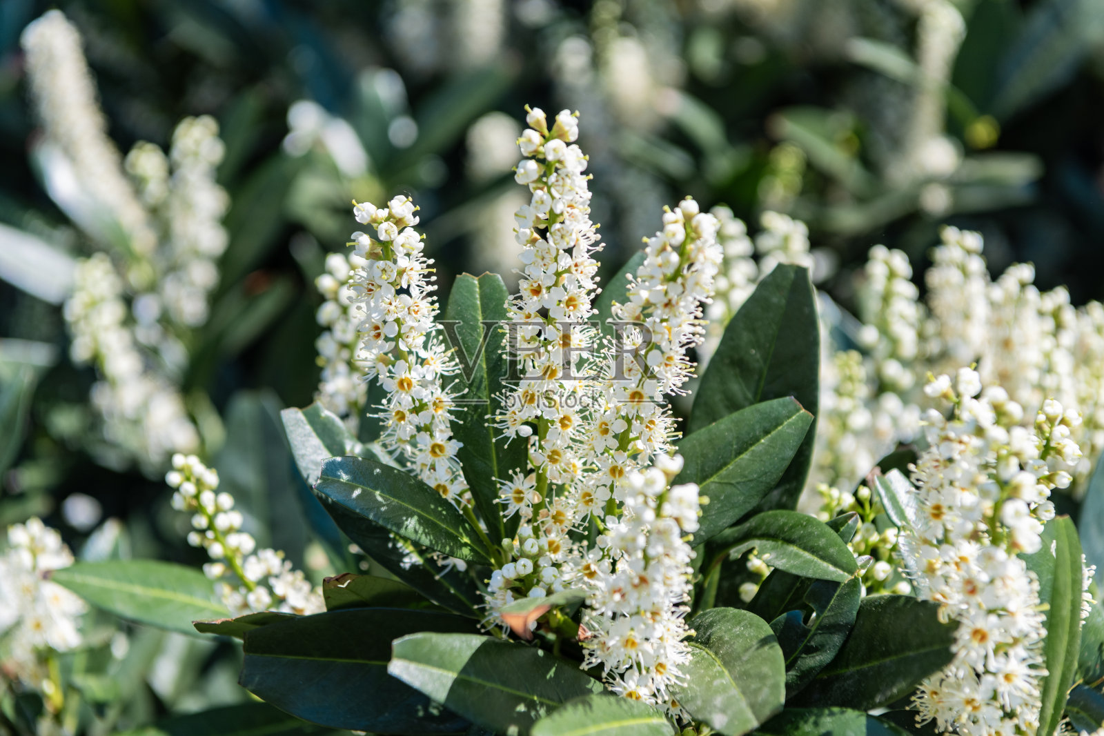明亮绽放的樱桃月桂花在自然中。樱桃月桂花。开花的自然特写。樱桃月桂植物的微距花朵。异国情调的花朵。自然花卉植物。植物自然。花瓣的柔软。照片摄影图片