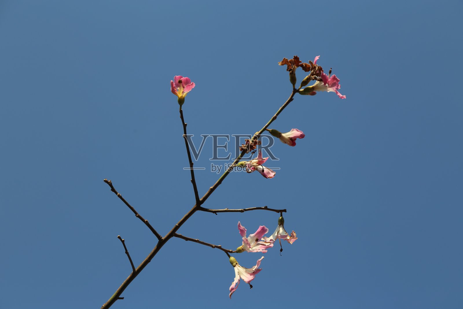 一枝娇嫩的粉色樱花在蓝天映衬下绽放照片摄影图片