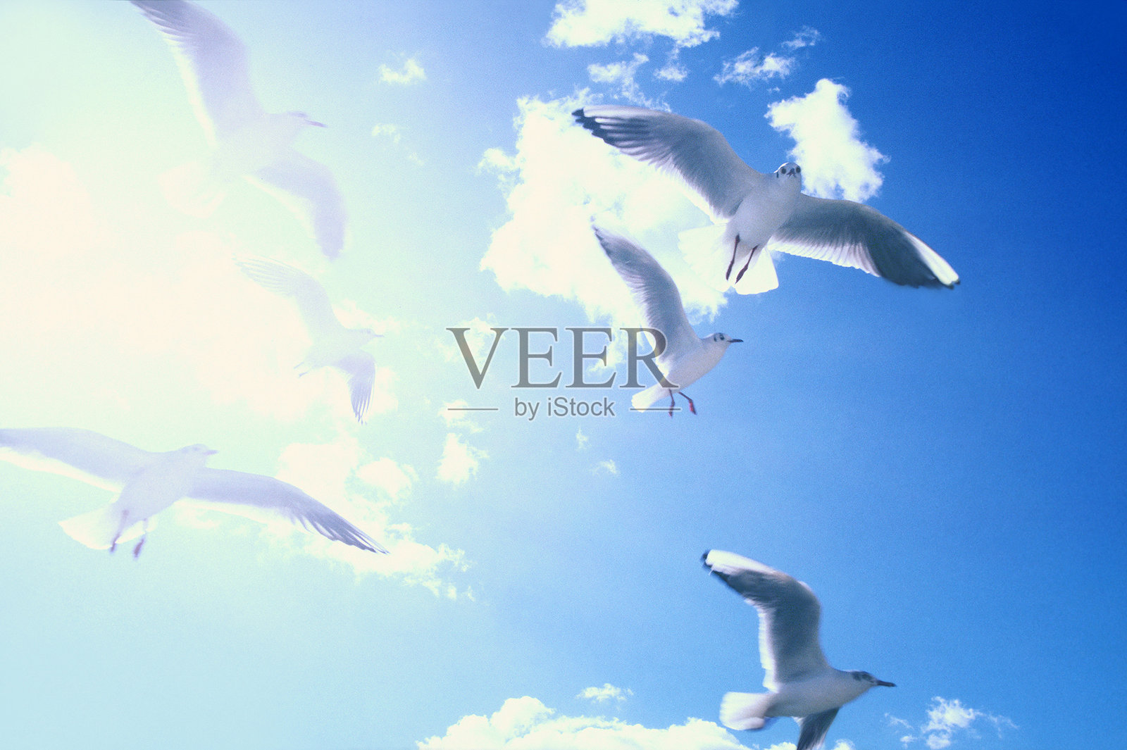 海鸥在天空中飞翔照片摄影图片