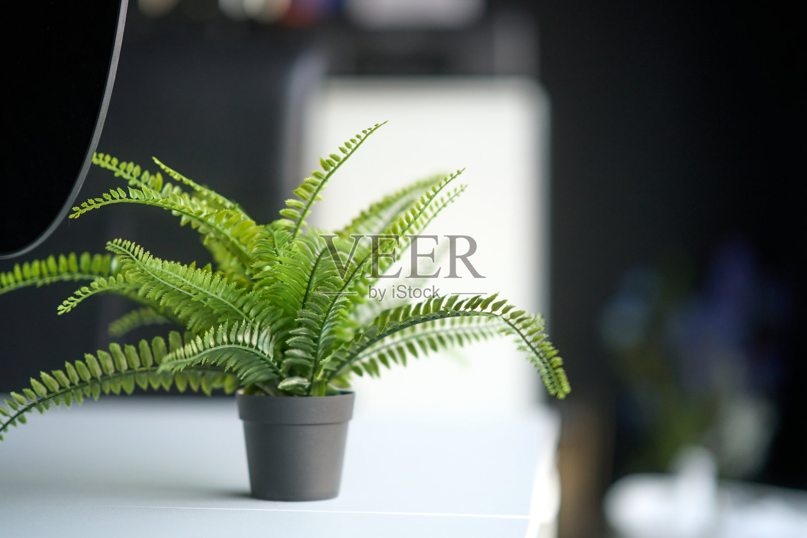 小型蕨类植物在花盆中，为现代办公室空间增添绿意照片摄影图片