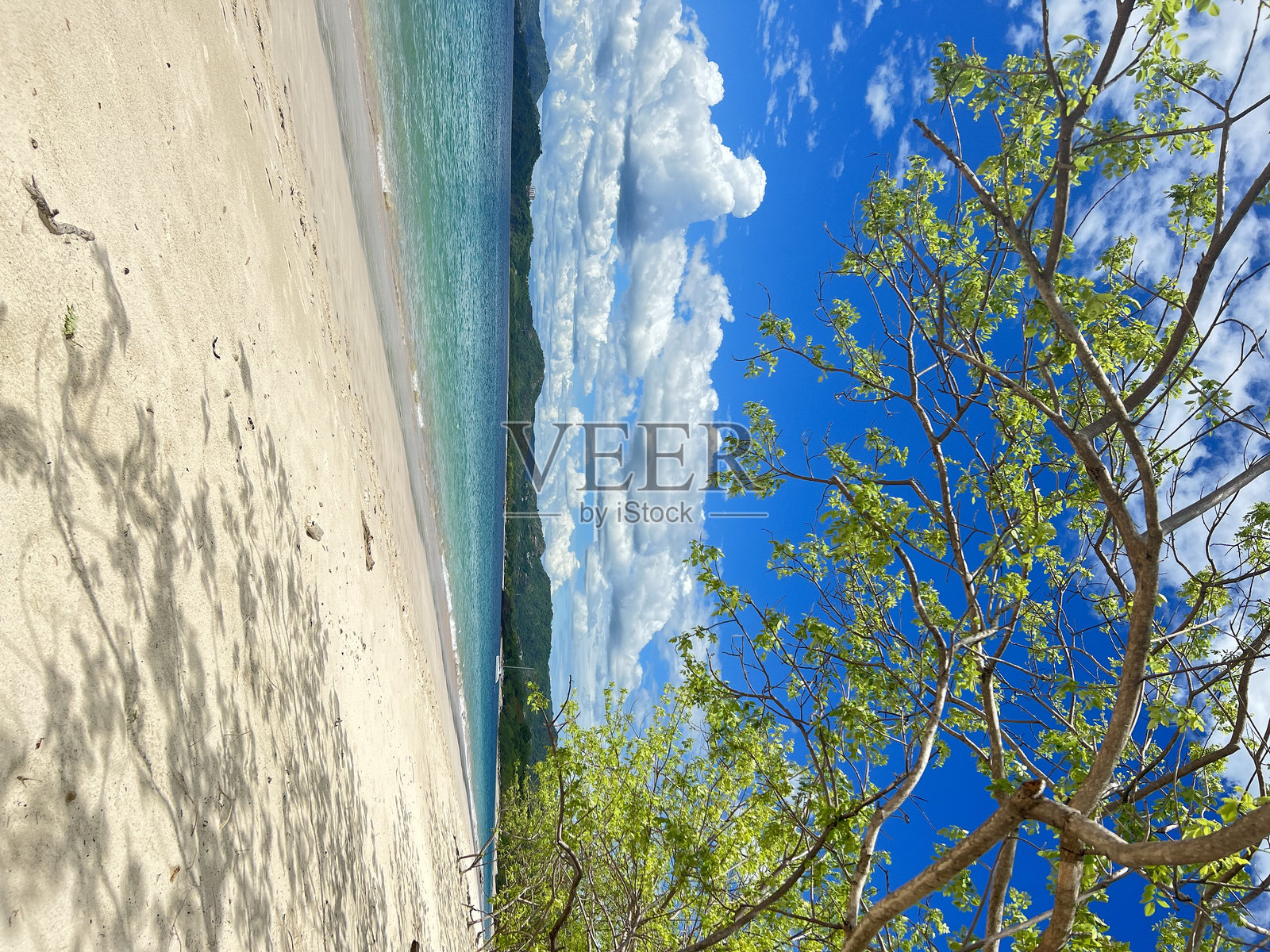 热带海滩与悬垂的树木照片摄影图片