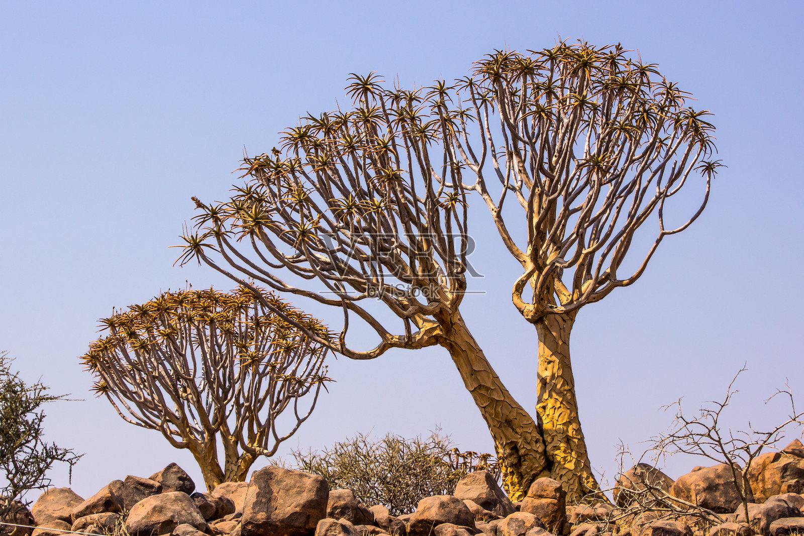 南纳米比亚的淡蓝色天空下，两棵大型箭树（Aloidendron dichotomum）照片摄影图片