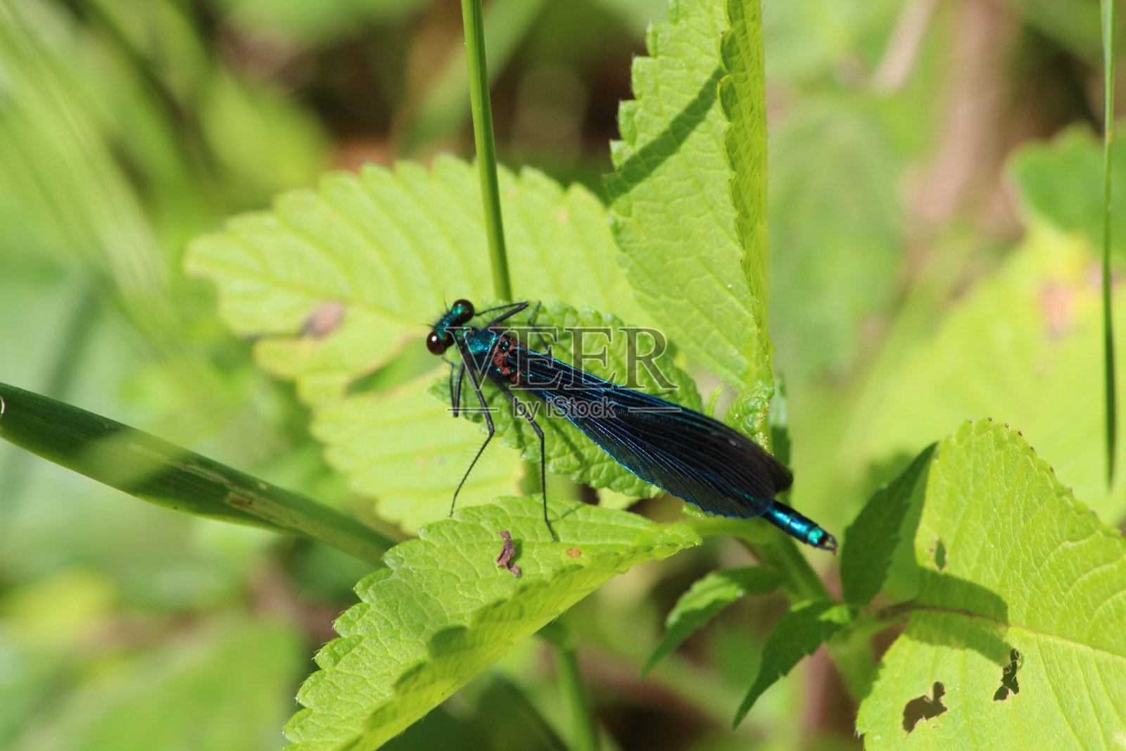 带纹美丽蜻蜓照片摄影图片