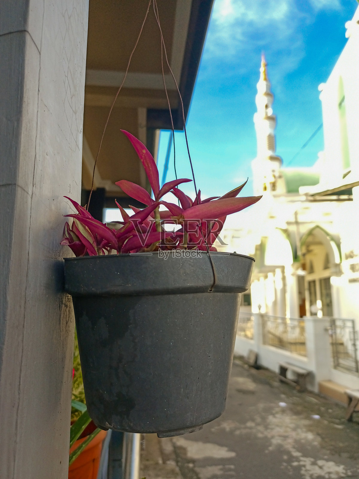 紫露草（Tradescantia spathacea）被种植在悬挂花盆中作为家居装饰。主题的重点在于虚化的背景。照片摄影图片