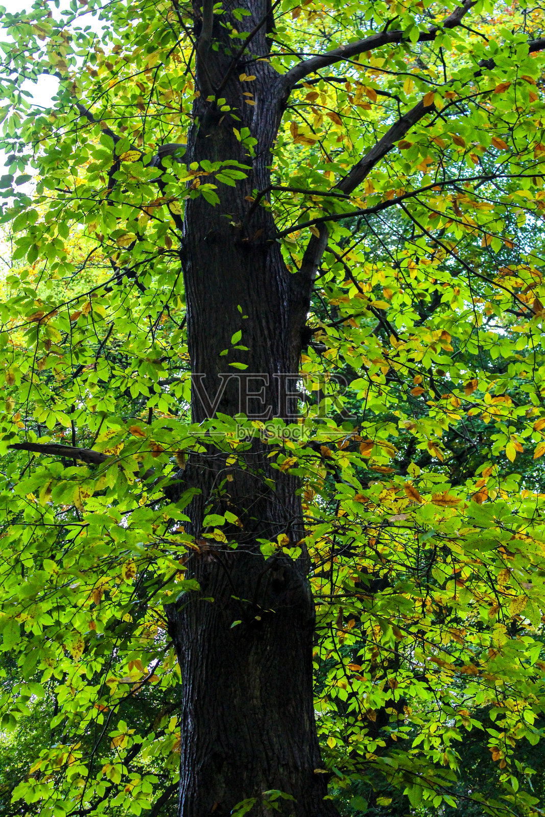 美丽的明亮树木，绿叶繁茂照片摄影图片