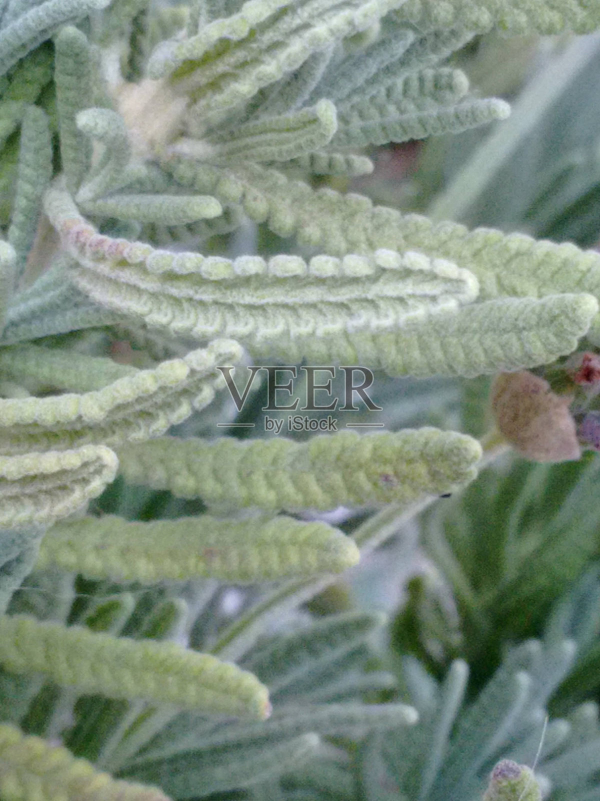 薰衣草叶子的特写：纹理与自然细节。聚焦薰衣草叶：观察其结构。表面：绿色和灰色调的魅力。细节：毛状体、叶脉与香气。薰衣草叶的隐秘之美：令人印象深刻的特写。照片摄影图片