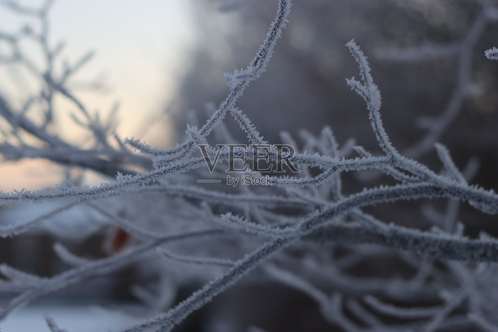 被霜覆盖的树枝照片摄影图片